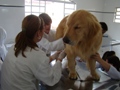 Curso de Clínica Médica